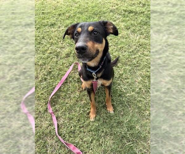 Medium Photo #2 Mutt Puppy For Sale in Corpus Christi, TX, USA