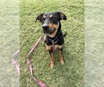 Small #1 Mutt