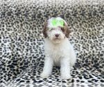 Small #5 Poodle (Miniature)