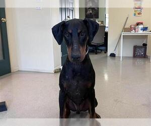 Doberman Pinscher Dogs for adoption in Pasadena, CA, USA