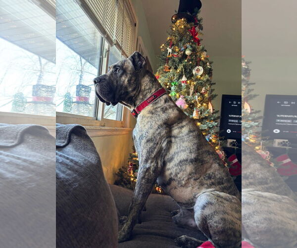 Medium Photo #7 Presa Canario Puppy For Sale in Fenton, MO, USA