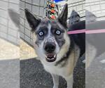 Small #1 Border Collie-Siberian Husky Mix