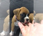 Small #2 Boxer