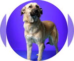 Small Anatolian Shepherd Mix