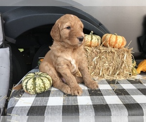 Goldendoodle-Irish Doodle Mix Puppy for sale in N HIGHLANDS, CA, USA