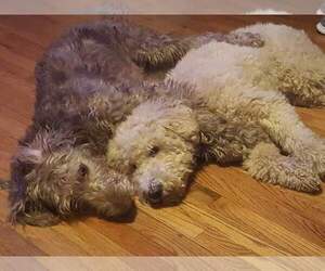 Labradoodle Puppy for sale in COLDWATER, MI, USA