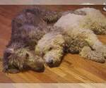 Small Photo #1 Labradoodle Puppy For Sale in COLDWATER, MI, USA