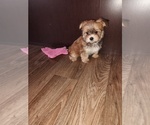 Small #3 Yorkshire Terrier