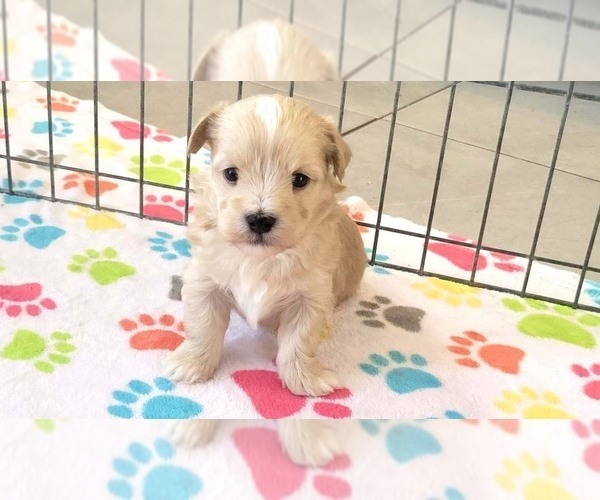 Medium Photo #3 Havanese Puppy For Sale in ORO VALLEY, AZ, USA
