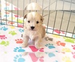Small #2 Havanese