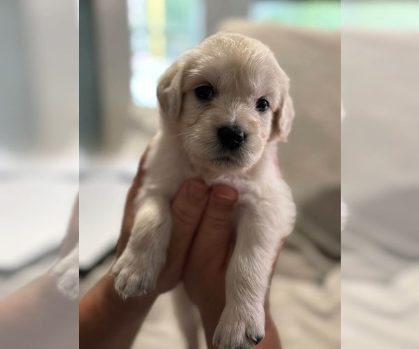 Medium Photo #8 Goldendoodle Puppy For Sale in COCOA, FL, USA