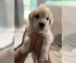 Puppy Dolly Goldendoodle