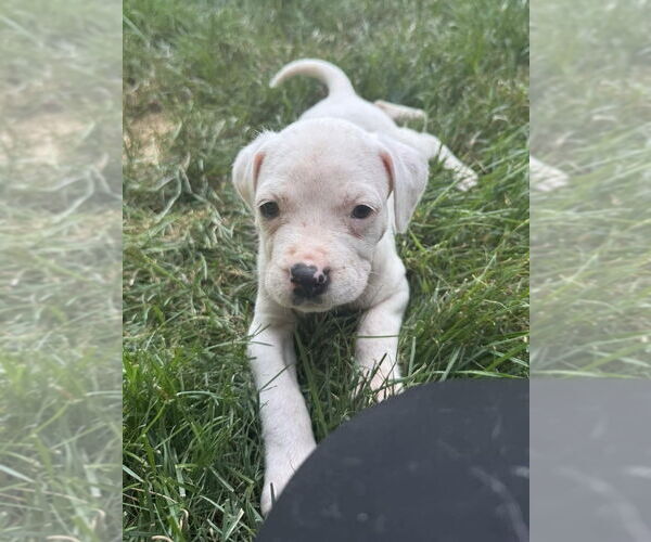 Medium Photo #5 American Staffordshire Terrier-Unknown Mix Puppy For Sale in Brewster, NY, USA