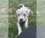 Small #4 American Staffordshire Terrier Mix