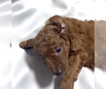 Small #4 Golden Retriever-Poodle (Toy) Mix