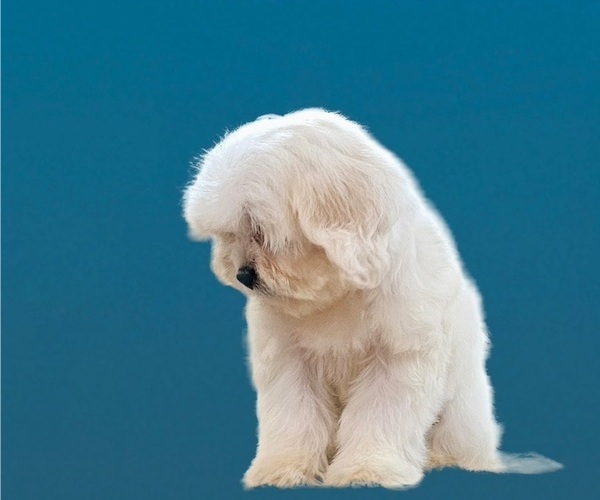 Medium Photo #15 Maltese-Zuchon Mix Puppy For Sale in SAN DIEGO, CA, USA