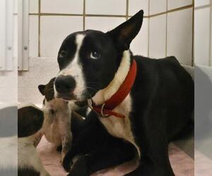 American Staffordshire Terrier Dogs for adoption in San Antonio, TX, USA
