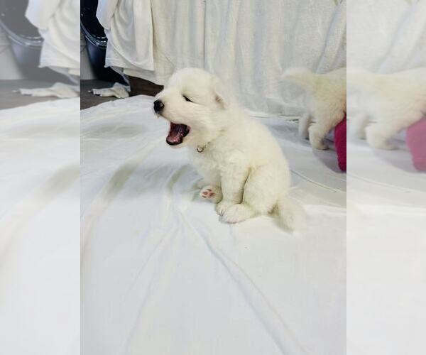 Medium Photo #20 Samoyed Puppy For Sale in DALY CITY, CA, USA