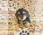 Small Photo #3 Morkie-Yorkshire Terrier Mix Puppy For Sale in HAMPTON, VA, USA