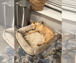 Small #2 Labrador Retriever-Whippet Mix