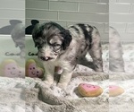 Small Photo #11 Sheepadoodle Puppy For Sale in BROOKSVILLE, FL, USA
