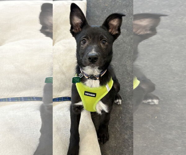 Medium Photo #2 Border Collie-Unknown Mix Puppy For Sale in Clarkston, MI, USA