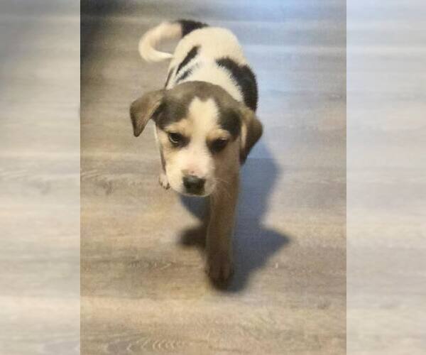 Medium Photo #1 Beagle-Unknown Mix Puppy For Sale in Minneapolis, MN, USA