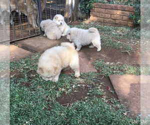Chow Chow Puppy for sale in NEW ORLEANS, LA, USA