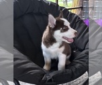 Small Photo #1 Siberian Husky Puppy For Sale in COLUMBIA, MD, USA