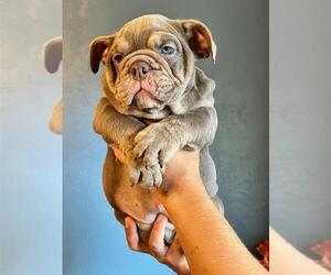 English Bulldog Dog for Adoption in SAINT CHARLES, Illinois USA