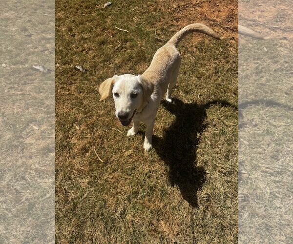 Medium Photo #2 Golden Labrador Puppy For Sale in Ball Ground, GA, USA