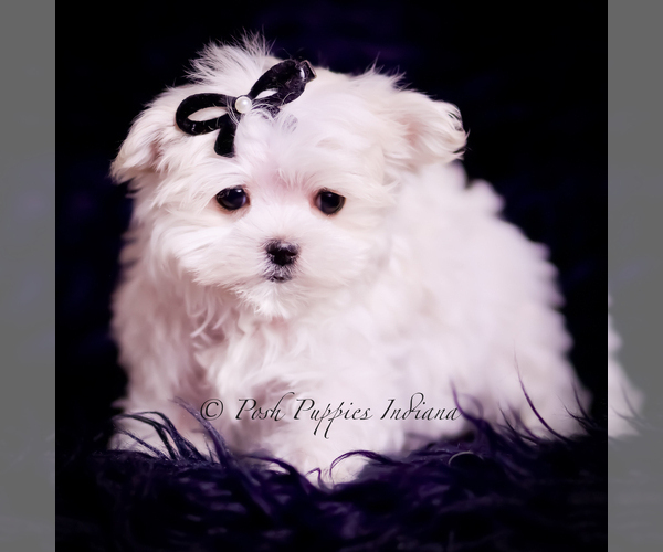 Medium Photo #6 Maltese Puppy For Sale in WARSAW, IN, USA