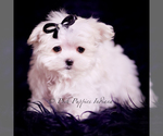 Small #5 Maltese