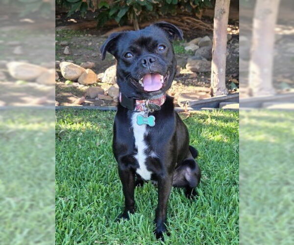 Medium Photo #11 Chug Puppy For Sale in Lake Forest, CA, USA