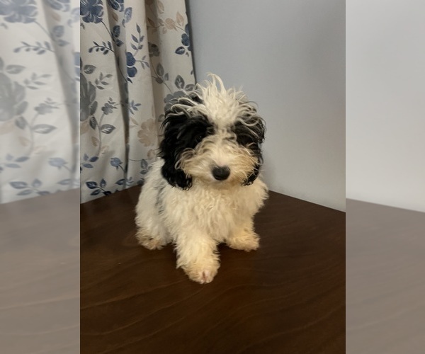 Medium Photo #27 Cavapoo-Poodle (Miniature) Mix Puppy For Sale in DURHAM, CT, USA