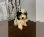 Small #26 Cavapoo-Poodle (Miniature) Mix