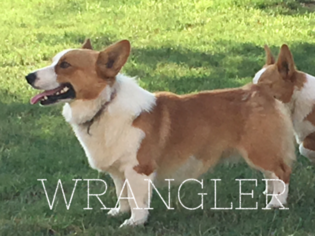Father of the Pembroke Welsh Corgi puppies born on 10/04/2018