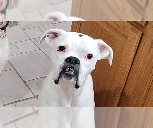 Medium Photo #3 Boxer Puppy For Sale in Austin, TX, USA