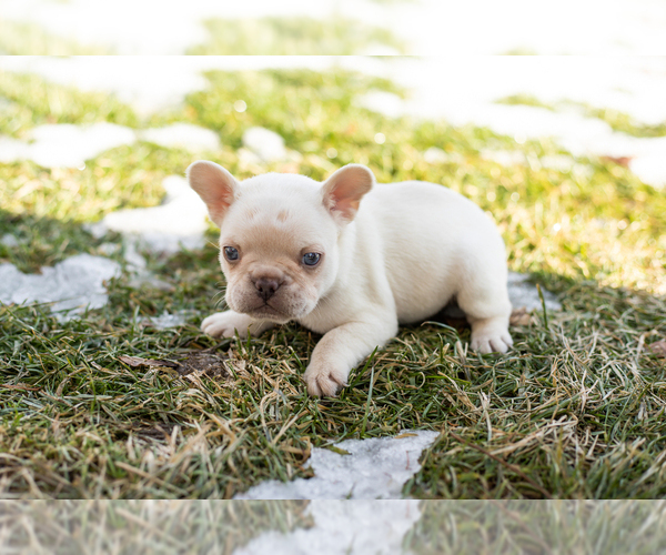 Medium Photo #4 French Bulldog Puppy For Sale in NAPPANEE, IN, USA