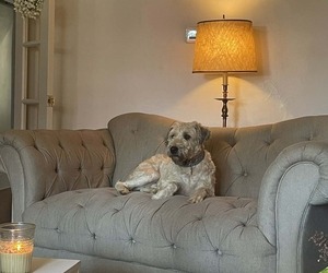 Soft Coated Wheaten Terrier Dogs for adoption in LANCASTER, PA, USA