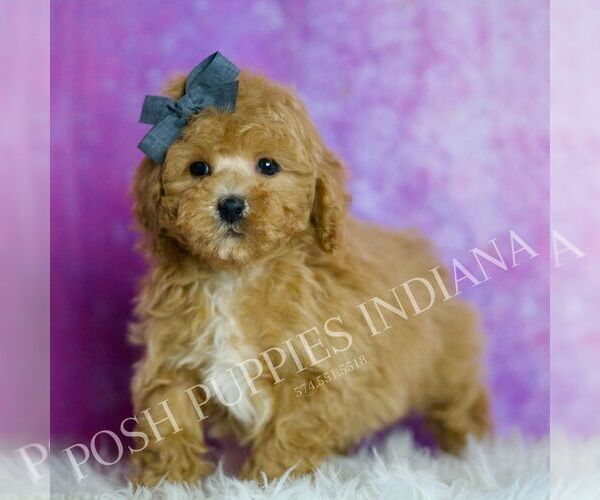 Medium Photo #31 Poodle (Miniature) Puppy For Sale in WARSAW, IN, USA