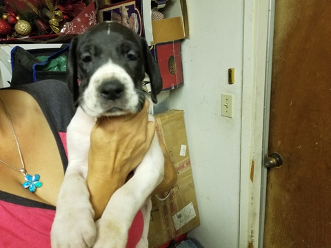 Medium Photo #1 Great Dane Puppy For Sale in WATERFORD, CA, USA