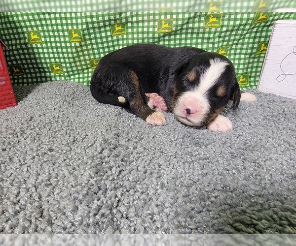 Medium Photo #18 Bernese Mountain Dog Puppy For Sale in BLACK FOREST, CO, USA