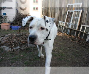 Bea - Female Dogo Argentino Dog for Adoption - Photo #7