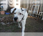 Small #6 Dogo Argentino