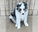 Small #23 Shetland Sheepdog