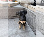 Small #2 Mutt