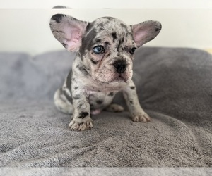 French Bulldog Dog for Adoption in TACOMA, Washington USA