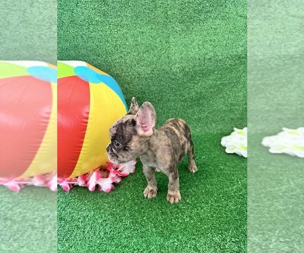 Medium Photo #1 French Bulldog Puppy For Sale in OCALA, FL, USA
