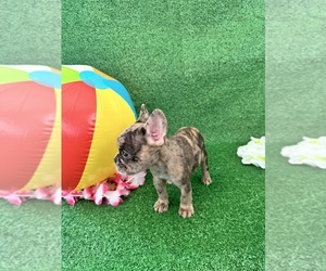 French Bulldog Puppy for sale in OCALA, FL, USA